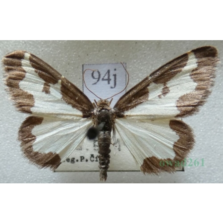 Lomaspilis marginata (Linnaeus, 1758) Plamiec nabuczak Czech94j